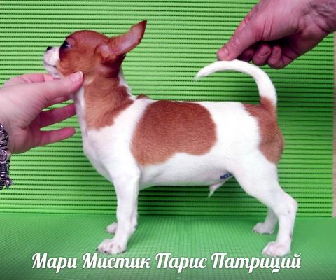 Продам щенка Чихуахуа - Россия, Санкт-Петербург, Санкт-Петербург. Цена 35000 рублей. Щенки из питомника Мари Мистик / Mary Mystic - Россия, Петербург