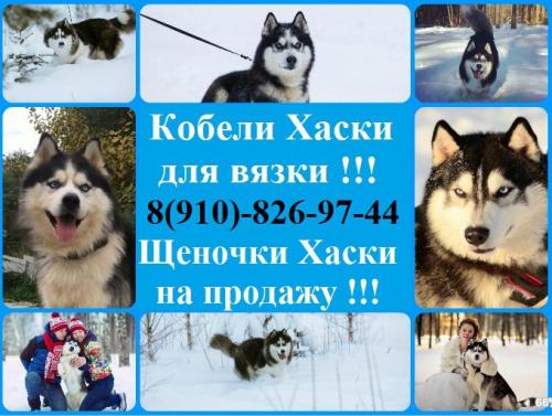 Продам щенка Хаски - Россия, Ярославль