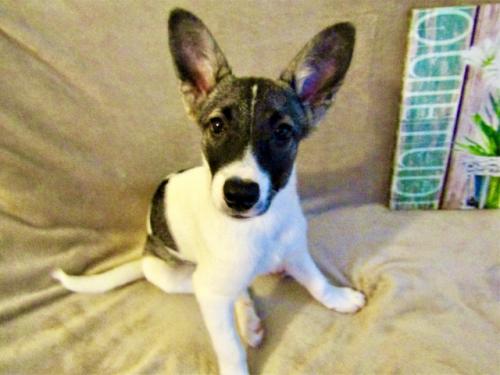 Отдам щенка в добрые руки Метис - Россия, Москва. Цена 10 рублей