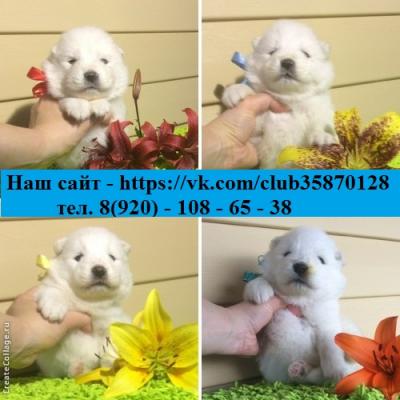 Продам щенка Самоед, самоедская лайка - Россия, Казань