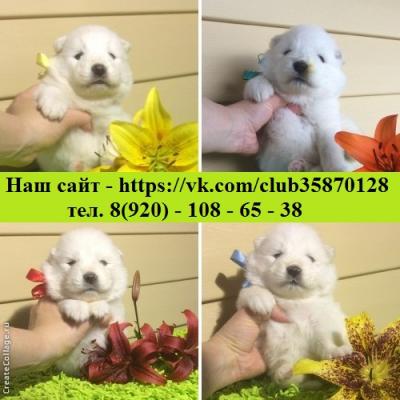 Продам щенка Самоед, самоедская лайка - Россия, Москва