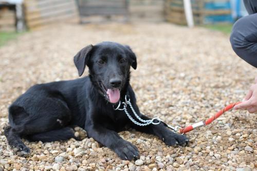 Отдам щенка в добрые руки Метис - Россия, Москва. Цена 10 рублей