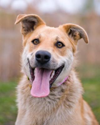 Отдам щенка в добрые руки Метис, Чудесная собака Сенди в добрые руки  - Россия, Москва