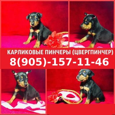 Продам щенка Карликовый пинчер, цвергпинчер - Россия, Москва. Цена 12000 рублей