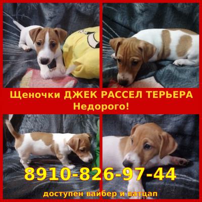 Продам щенка Джек-рассел-терьер - Россия, Ярославль