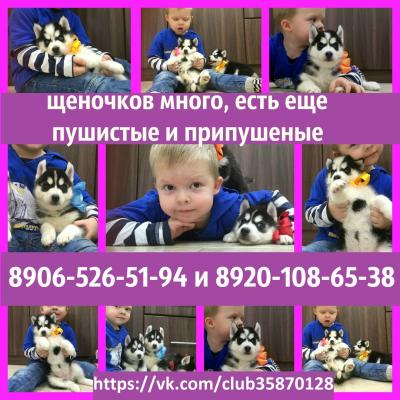 Продам щенка Хаски - Россия, Москва