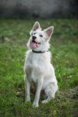 Отдам щенка в добрые руки Метис - Россия, Москва