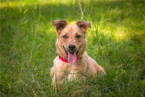 Отдам щенка в добрые руки Метис, Ищет дом чудесная куколка Грейси! - Россия, Москва