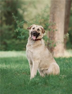 Отдам щенка в добрые руки Метис, Большая собака Арья в добрые руки. - Россия, Москва
