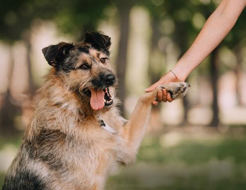 Отдам щенка в добрые руки Метис, Брюс великолепный! Умен, воспитан, дружелюбен и интеллигентен. В дар! - Россия, Москва