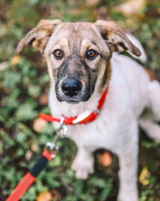 Отдам щенка в добрые руки Метис - Россия, Москва