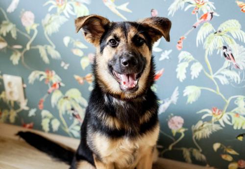 Отдам щенка в добрые руки Метис, Дина (5 месяцев) – метис овчарки в добрые руки! - Россия, Москва