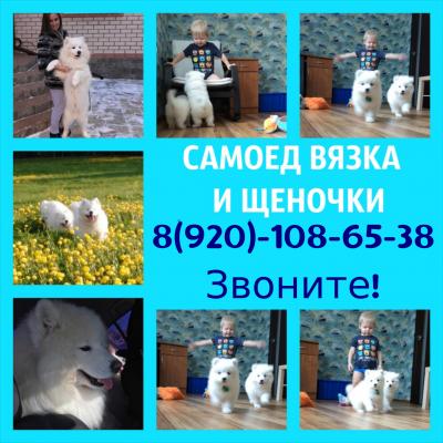 Продам щенка Самоед, самоедская лайка - Россия, Кострома