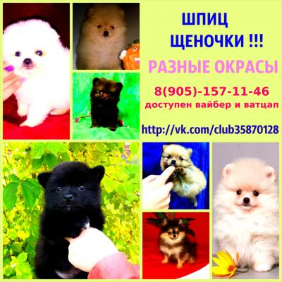 Продам щенка Шпиц - Россия, Кинешма. Цена 10000 рублей