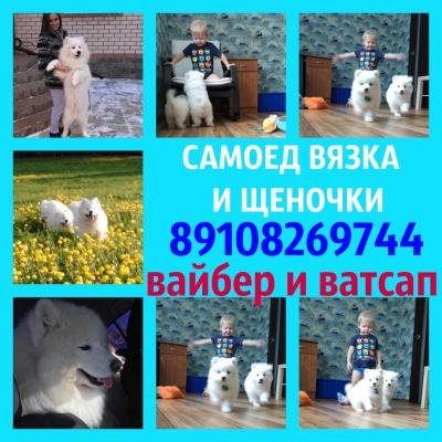 Продам щенка Самоед, самоедская лайка - Россия, Ярославль