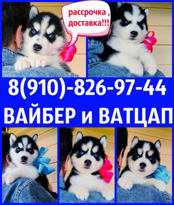 Продам щенка Самоед, самоедская лайка - Россия, Вологда