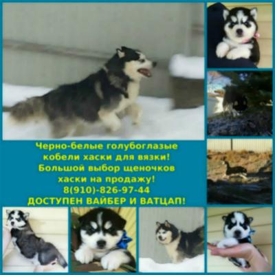 Продам щенка Хаски - Россия, Тейково