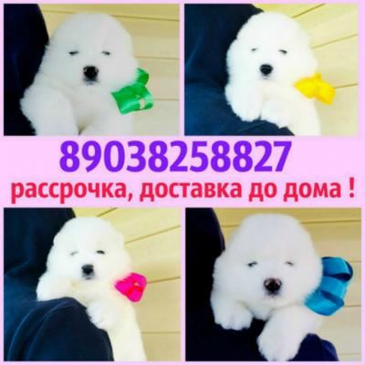Продам щенка Самоед, самоедская лайка - Россия, Воронеж