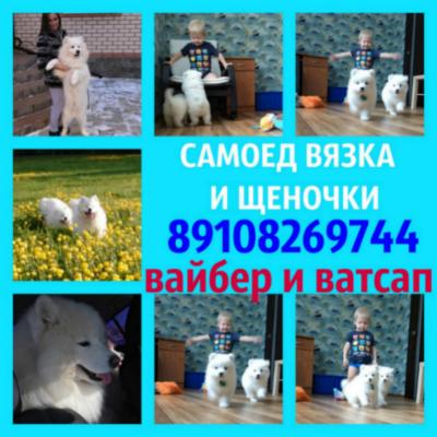 Продам щенка Самоед, самоедская лайка - Россия, Тверь