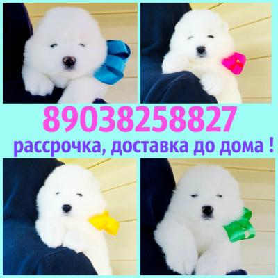 Продам щенка Самоед, самоедская лайка - Россия, Псков
