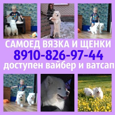 Продам щенка Самоед, самоедская лайка - Россия, Москва