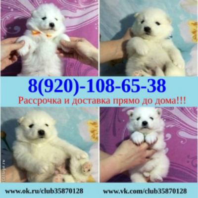 Продам щенка Самоед, самоедская лайка - Россия, Звенигород