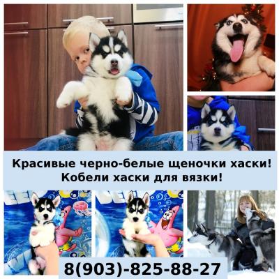 Продам щенка Хаски - Россия, Москва