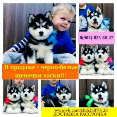 Продам щенка Хаски - Россия, Ростов-на-Дону