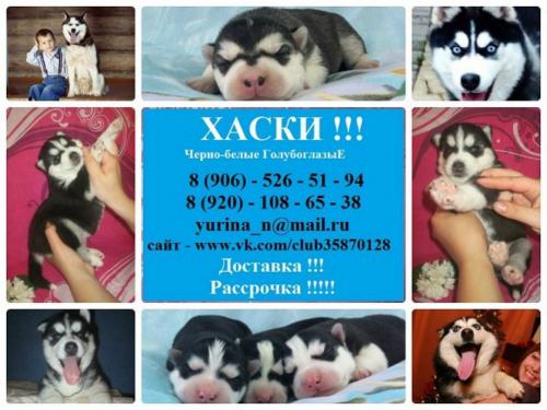 Продам щенка Хаски - Россия, Можайск