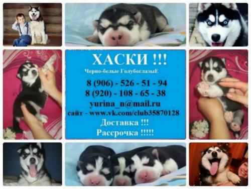 Продам щенка Хаски - Россия, Серпухов