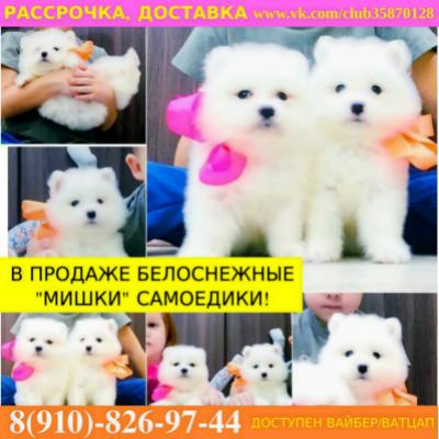 Продам щенка Самоед, самоедская лайка - Россия, Люберцы