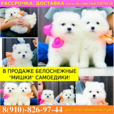 Продам щенка Самоед, самоедская лайка - Россия, Мурманск
