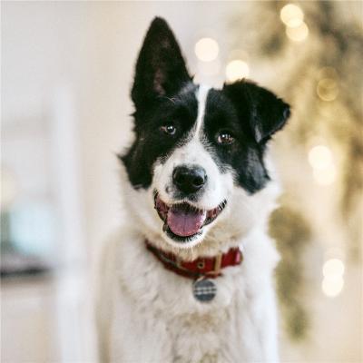 Отдам щенка в добрые руки Метис, Ищет дом чудесная девочка Герда! - Россия, Москва