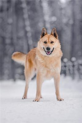 Отдам щенка в добрые руки Западносибирская лайка, Лайка в добрые руки. - Россия, Москва