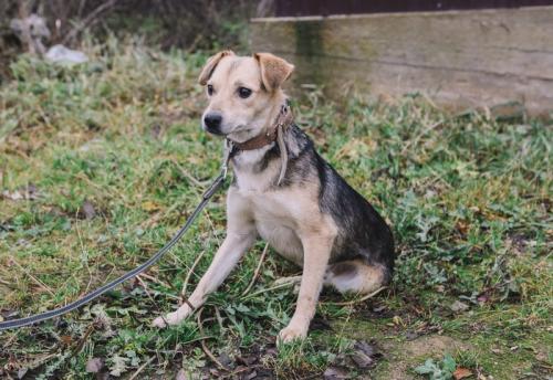 Отдам щенка в добрые руки Той-терьер - Россия, Москва