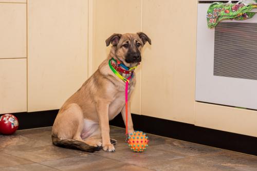 Отдам щенка в добрые руки Лабрадор - Россия, Москва