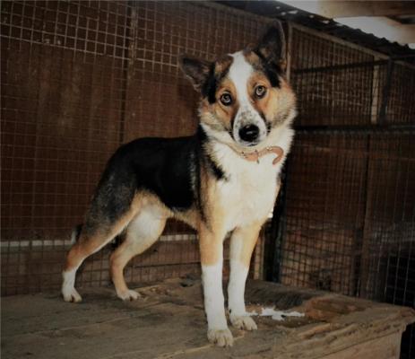 Отдам щенка в добрые руки Метис, Ищем заботливых хозяев для Норда. - Россия, Москва