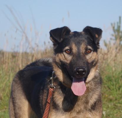 Отдам щенка в добрые руки Восточноевропейская овчарка - Россия, Москва