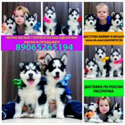 Продам щенка Хаски - Россия, Люберцы