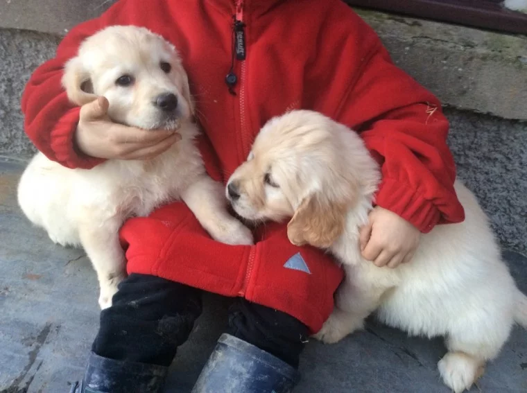 Продам щенка Другая порода/смешанная, puppies - Италия, Венеция