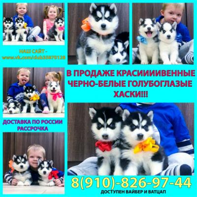 Продам щенка Хаски - Россия, Екатеринбург