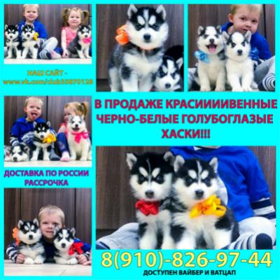 Продам щенка Хаски - Россия, Новоуральск