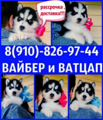 Продам щенка Хаски - Россия, Королёв