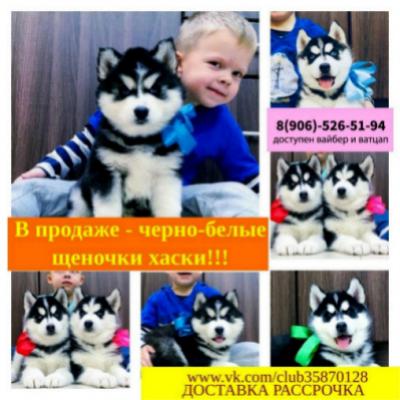 Продам щенка Хаски - Россия, Москва