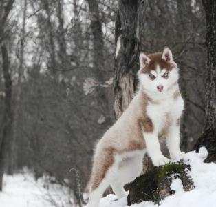 Продам щенка Хаски, Сибирская хаски  - Россия, Санкт-Петербург. Цена 18000 рублей