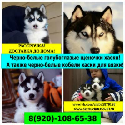 Продам щенка Хаски - Россия, Мурманск