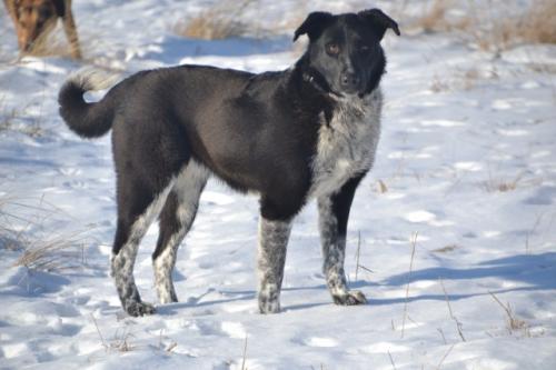 Отдам щенка в добрые руки Восточноевропейская овчарка - Россия, Москва