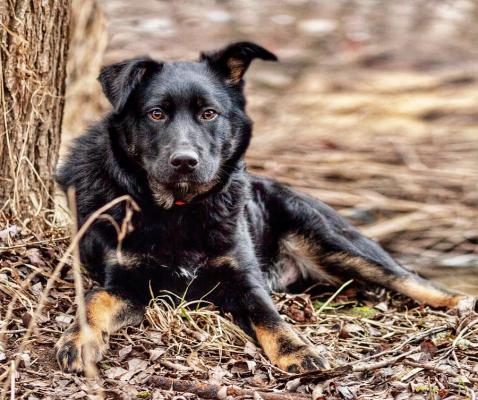 Отдам щенка в добрые руки Метис, Знакомьтесь!Чудесный щенок Лука! - Россия, Москва