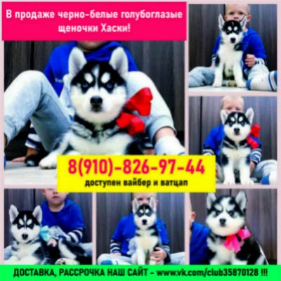 Продам щенка Хаски - Россия, Таганрог