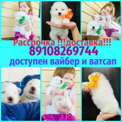 Продам щенка Самоед, самоедская лайка - Россия, Химки